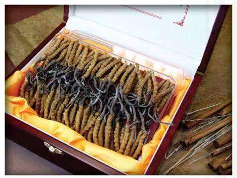 翠屏冬虫夏草回收